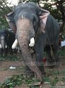 thrissur-pooram-2011- (12)